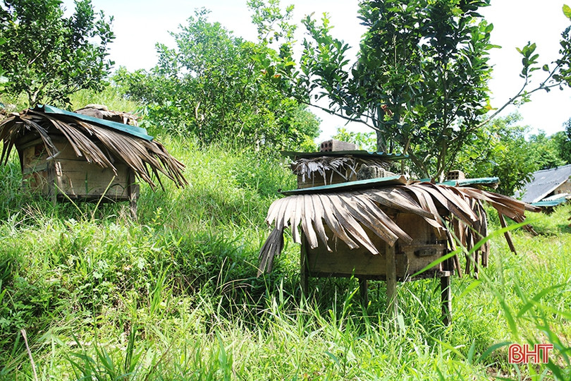 Chuyện về lão nông Hà Tĩnh thoát nghèo nhờ nuôi ong lấy mật