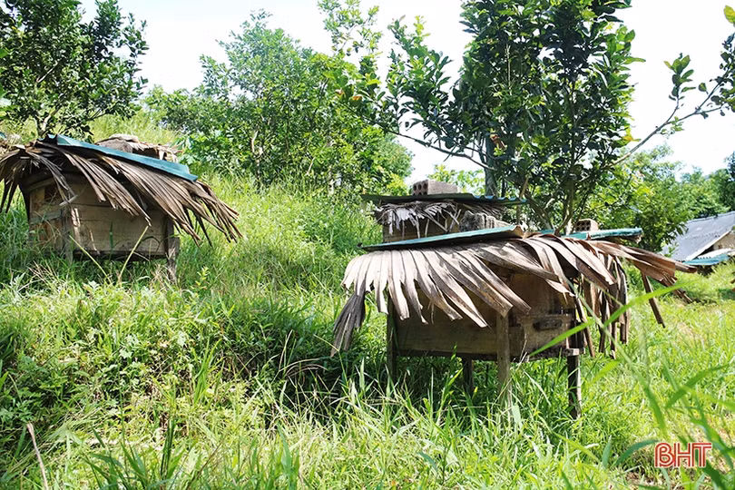 Chuyện về lão nông Hà Tĩnh thoát nghèo nhờ nuôi ong lấy mật