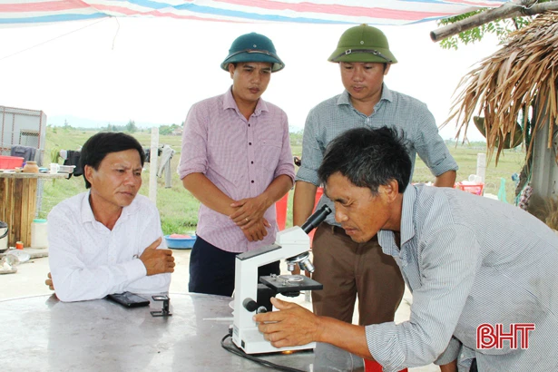 Giải quyết chuyện “đau đầu” vì ngao giống ở Lộc Hà