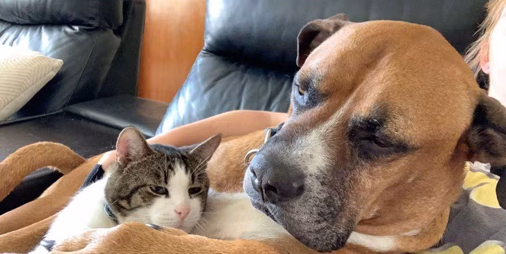 “Tan chảy” với khoảnh khắc thân thiết của chó và mèo