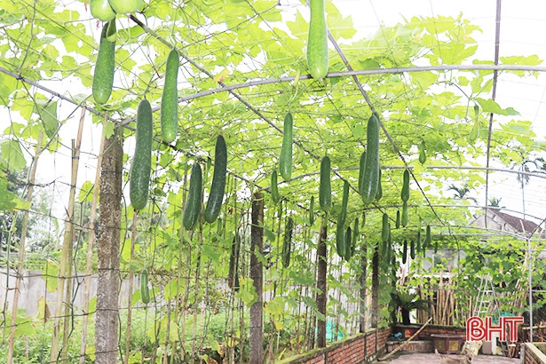 Bí xanh Tượng Sơn đang... bí!
