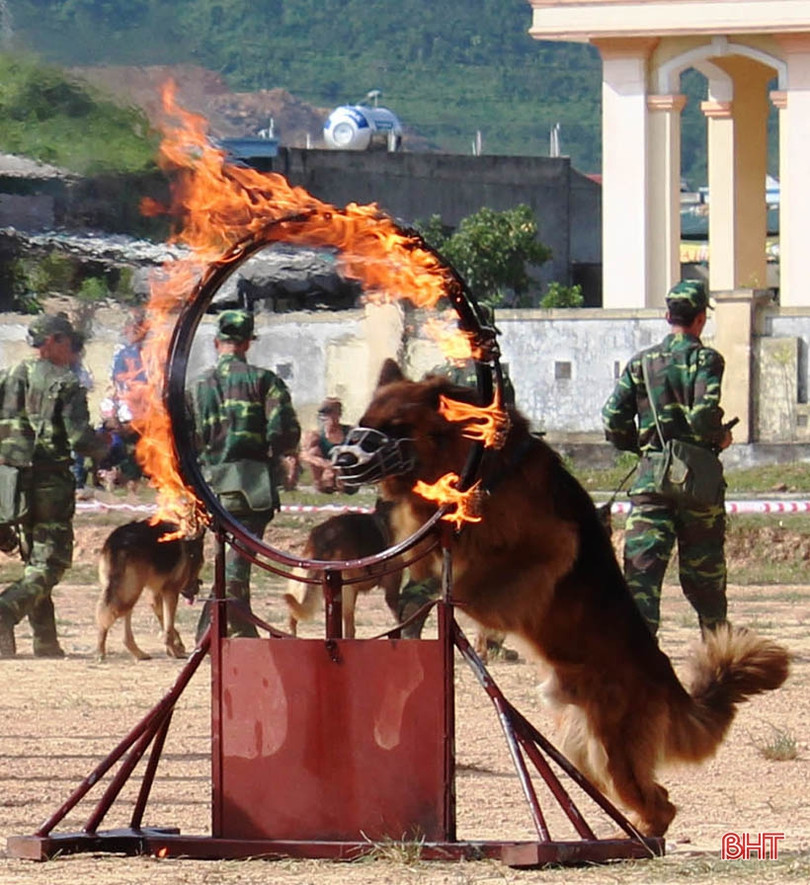 “Cộng sự đặc biệt” giúp lính Biên phòng Hà Tĩnh phát hiện các trường hợp nhập cảnh trái phép