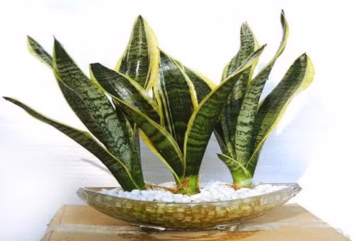 Những loại cây trồng trong nhà tốt cho phong thủy, vừa thanh lọc không khí