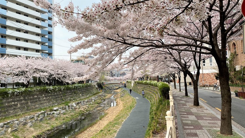 Ngắm hoa anh đào đua nhau khoe sắc tại xứ sở Kim Chi qua ảnh