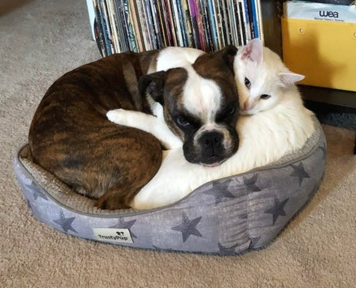 “Tan chảy” với khoảnh khắc thân thiết của chó và mèo