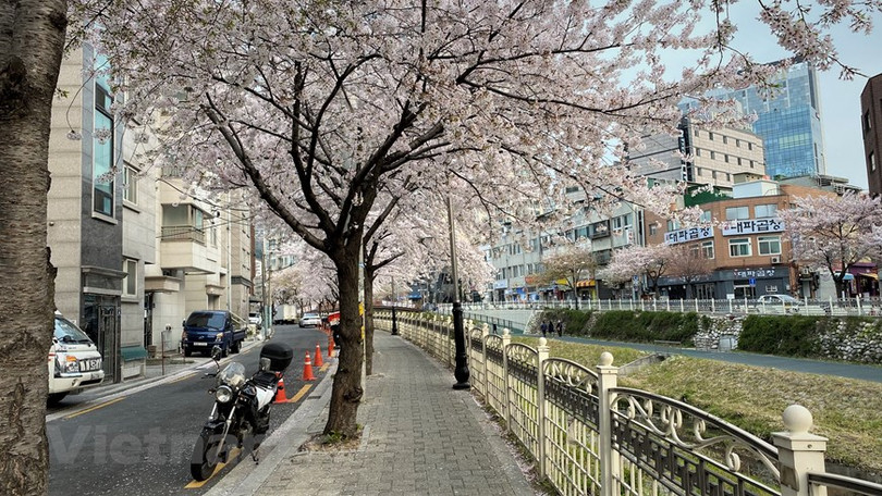 Ngắm hoa anh đào đua nhau khoe sắc tại xứ sở Kim Chi qua ảnh