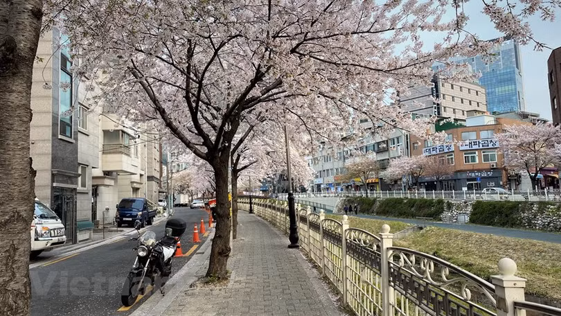 Ngắm hoa anh đào đua nhau khoe sắc tại xứ sở Kim Chi qua ảnh