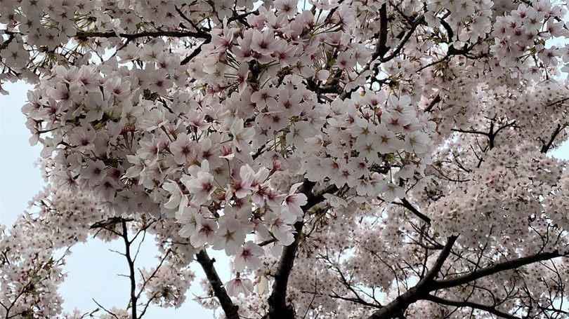 Ngắm hoa anh đào đua nhau khoe sắc tại xứ sở Kim Chi qua ảnh