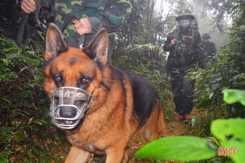 “Cộng sự đặc biệt” giúp lính Biên phòng Hà Tĩnh phát hiện các trường hợp nhập cảnh trái phép