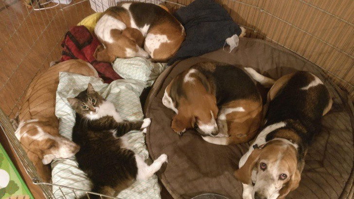 “Tan chảy” với khoảnh khắc thân thiết của chó và mèo