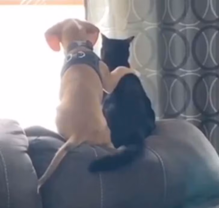 “Tan chảy” với khoảnh khắc thân thiết của chó và mèo