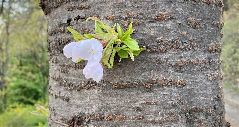 Ngắm hoa anh đào đua nhau khoe sắc tại xứ sở Kim Chi qua ảnh