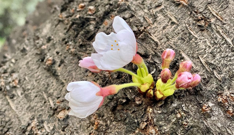 Ngắm hoa anh đào đua nhau khoe sắc tại xứ sở Kim Chi qua ảnh