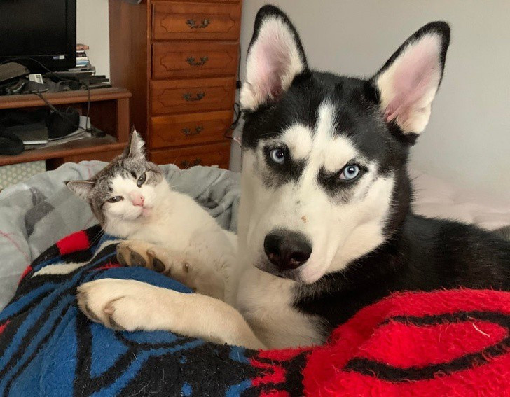 “Tan chảy” với khoảnh khắc thân thiết của chó và mèo