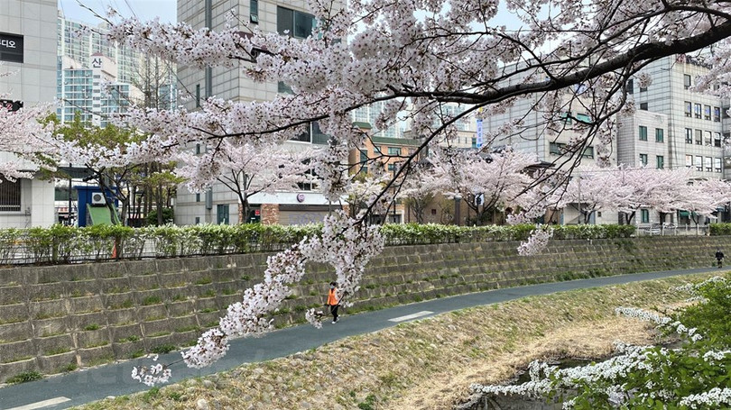 Ngắm hoa anh đào đua nhau khoe sắc tại xứ sở Kim Chi qua ảnh