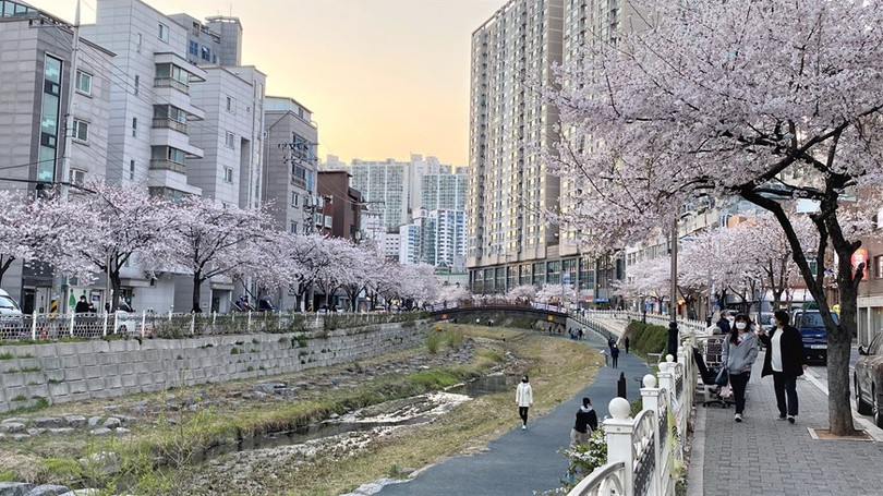 Ngắm hoa anh đào đua nhau khoe sắc tại xứ sở Kim Chi qua ảnh