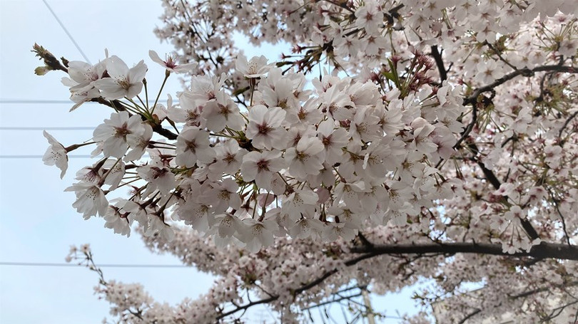 Ngắm hoa anh đào đua nhau khoe sắc tại xứ sở Kim Chi qua ảnh