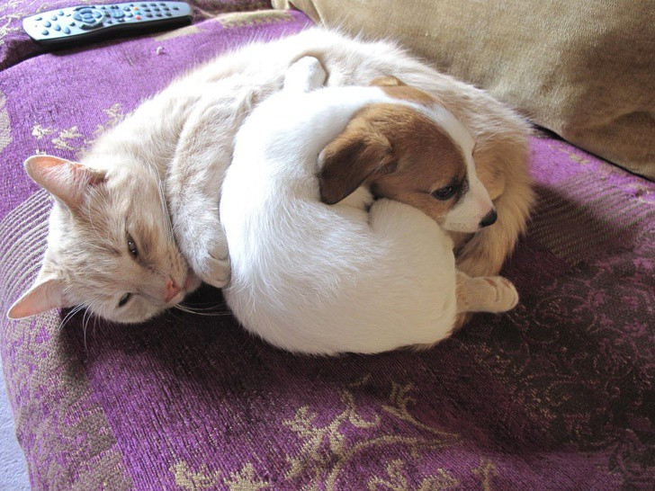 “Tan chảy” với khoảnh khắc thân thiết của chó và mèo