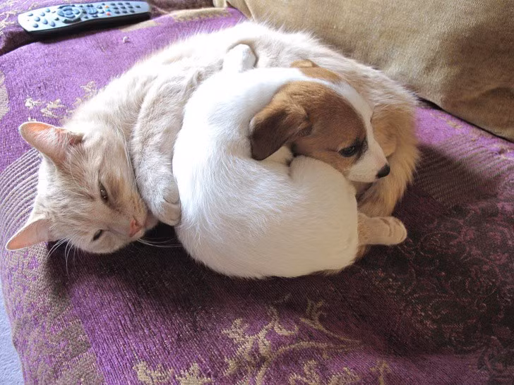 “Tan chảy” với khoảnh khắc thân thiết của chó và mèo