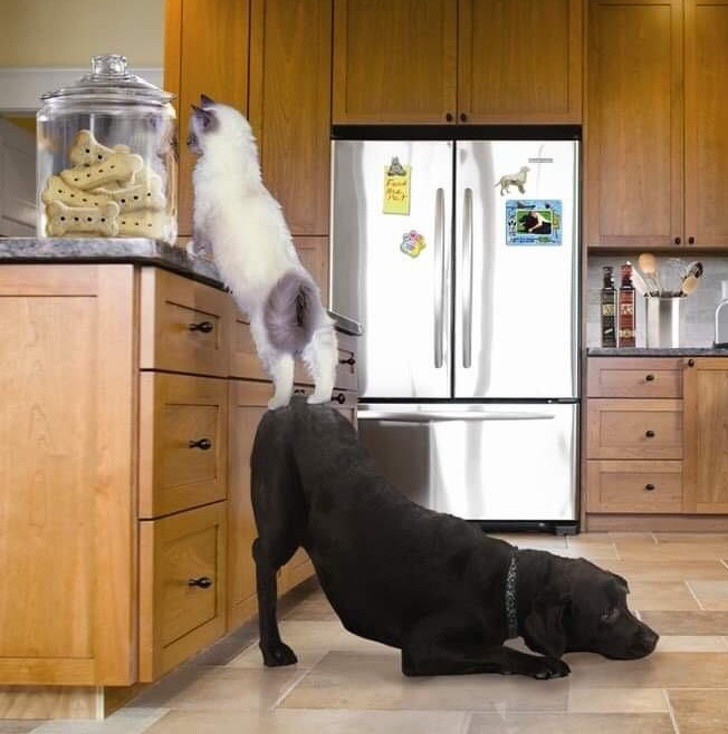 “Tan chảy” với khoảnh khắc thân thiết của chó và mèo