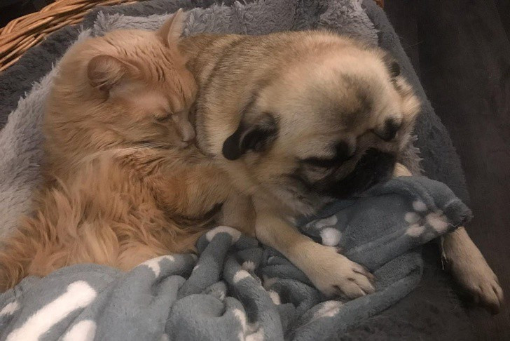 “Tan chảy” với khoảnh khắc thân thiết của chó và mèo