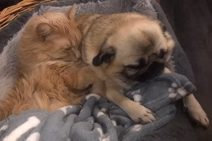 “Tan chảy” với khoảnh khắc thân thiết của chó và mèo