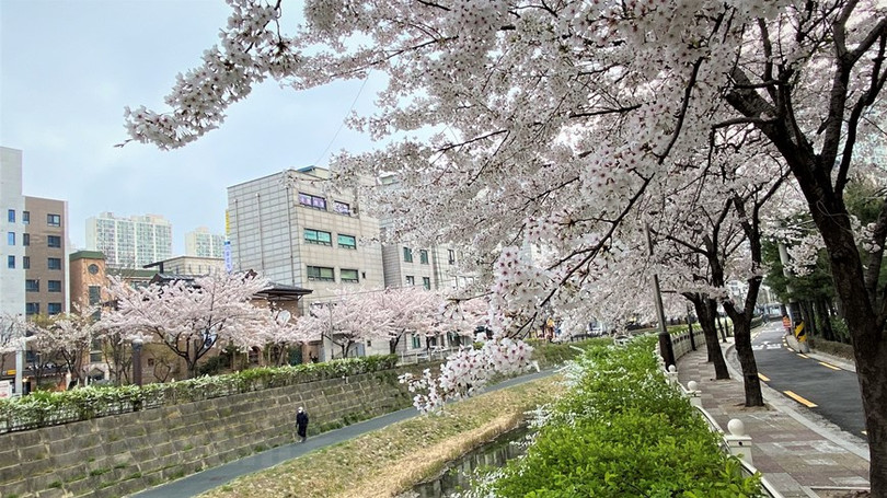 Ngắm hoa anh đào đua nhau khoe sắc tại xứ sở Kim Chi qua ảnh