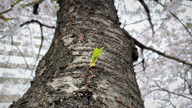 Ngắm hoa anh đào đua nhau khoe sắc tại xứ sở Kim Chi qua ảnh