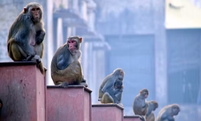 Khỉ chết tập thể nghi do nCoV