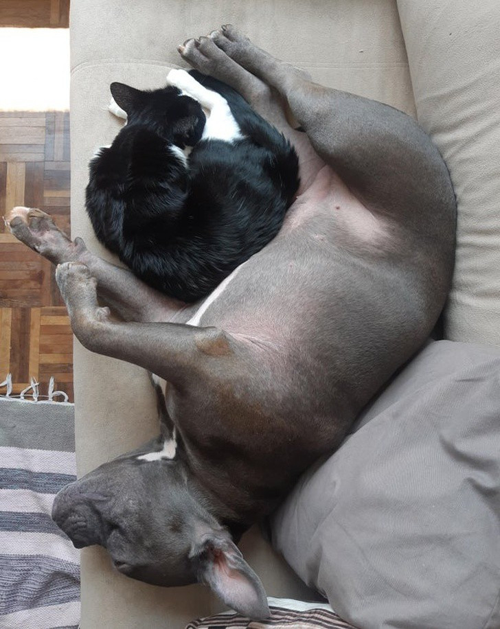 “Tan chảy” với khoảnh khắc thân thiết của chó và mèo