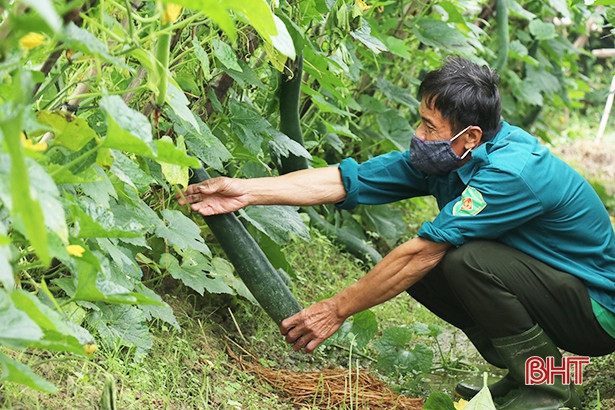Bí xanh Tượng Sơn đang... bí!