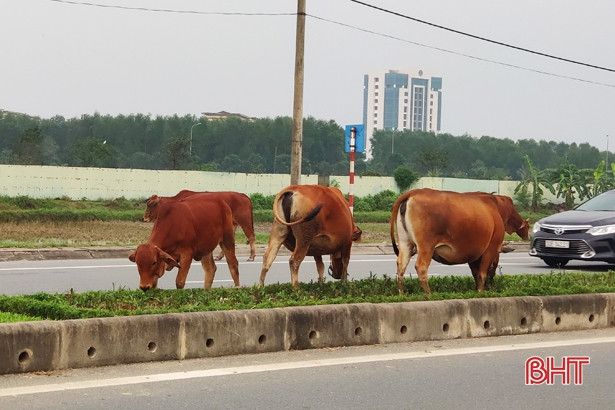 Bò thả rông “vây” phương tiện giao thông trên quốc lộ ở Hà Tĩnh