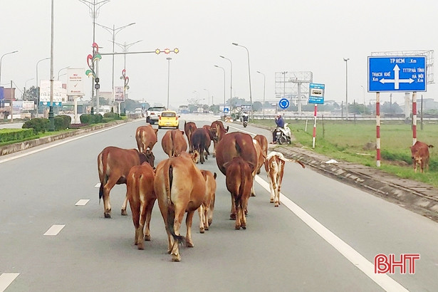 Bò thả rông “vây” phương tiện giao thông trên quốc lộ ở Hà Tĩnh