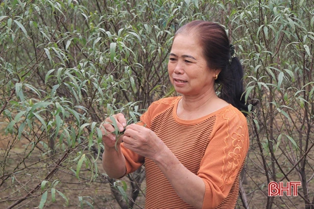Thời tiết chuyển lạnh, người trồng đào ở Hà Tĩnh hy vọng thắng lợi dịp tết