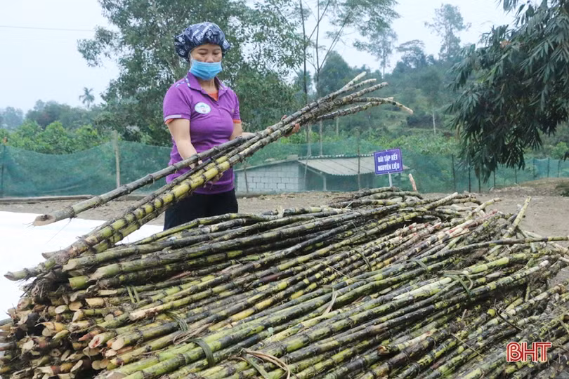 Cận cảnh quy trình làm mật mía ở làng nghề nổi tiếng Hà Tĩnh