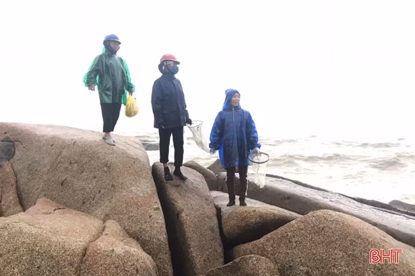 Ngư dân Hà Tĩnh cào rong biển kiếm tiền triệu mỗi ngày