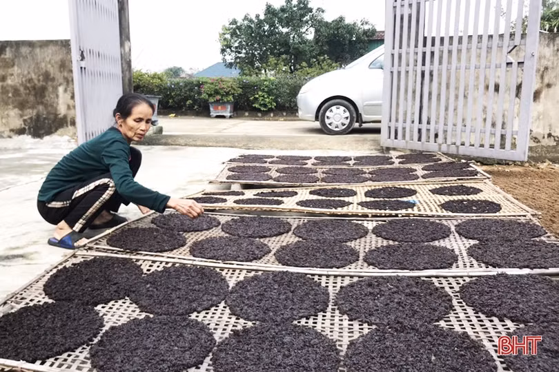 Ngư dân Hà Tĩnh cào rong biển kiếm tiền triệu mỗi ngày