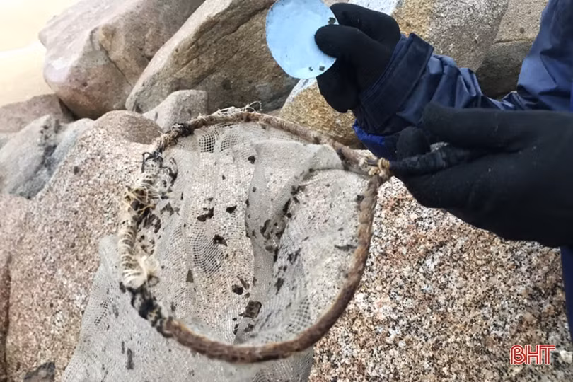 Ngư dân Hà Tĩnh cào rong biển kiếm tiền triệu mỗi ngày