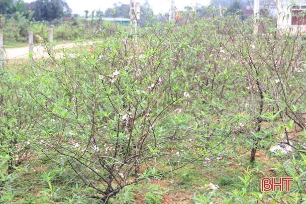 Thời tiết chuyển lạnh, người trồng đào ở Hà Tĩnh hy vọng thắng lợi dịp tết