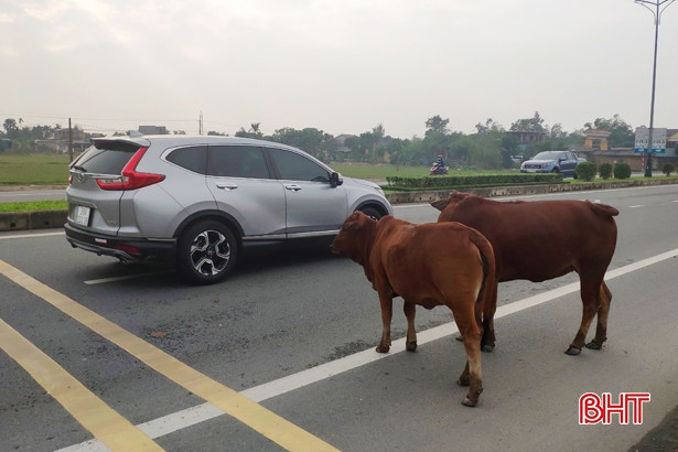 Bò thả rông “vây” phương tiện giao thông trên quốc lộ ở Hà Tĩnh