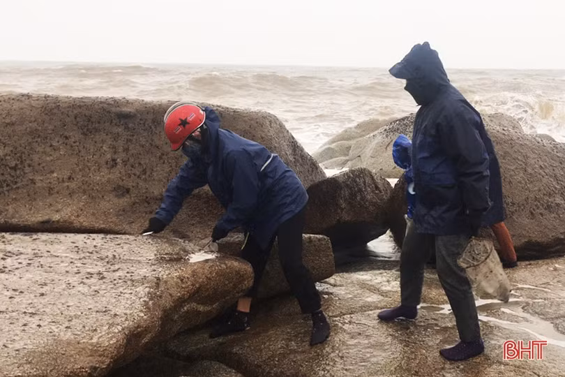 Ngư dân Hà Tĩnh cào rong biển kiếm tiền triệu mỗi ngày