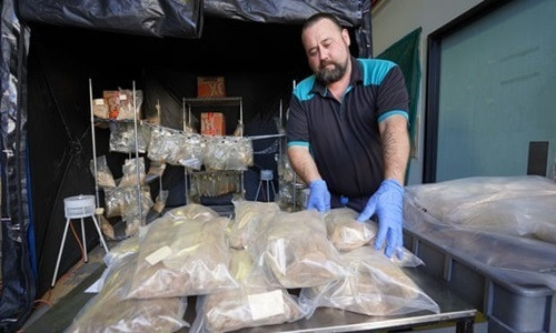 Australia bắt gần nửa tấn ma túy dùng bào chế thuốc lắc