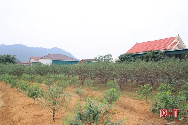 Thời tiết chuyển lạnh, người trồng đào ở Hà Tĩnh hy vọng thắng lợi dịp tết