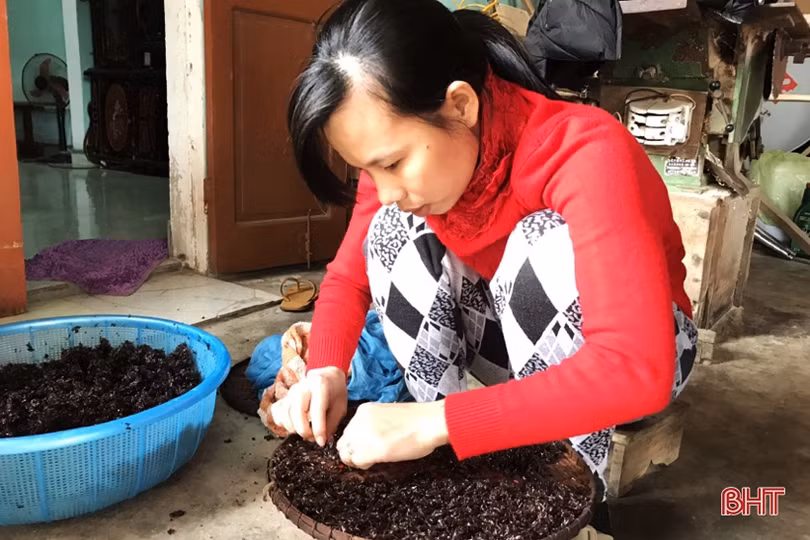 Ngư dân Hà Tĩnh cào rong biển kiếm tiền triệu mỗi ngày