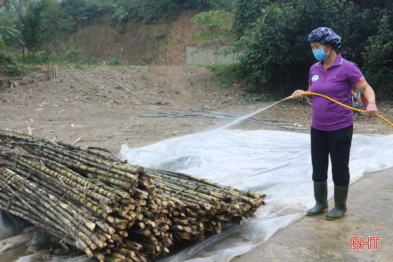 Cận cảnh quy trình làm mật mía ở làng nghề nổi tiếng Hà Tĩnh