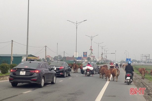 Bò thả rông “vây” phương tiện giao thông trên quốc lộ ở Hà Tĩnh