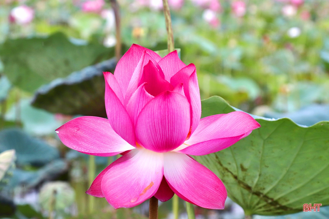 Niềm vui trên cánh đồng sen ở Thạch Hà