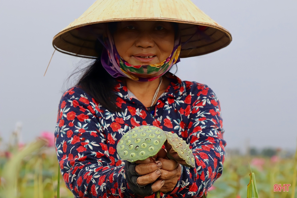 Niềm vui trên cánh đồng sen ở Thạch Hà
