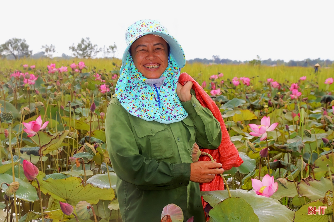 Niềm vui trên cánh đồng sen ở Thạch Hà
