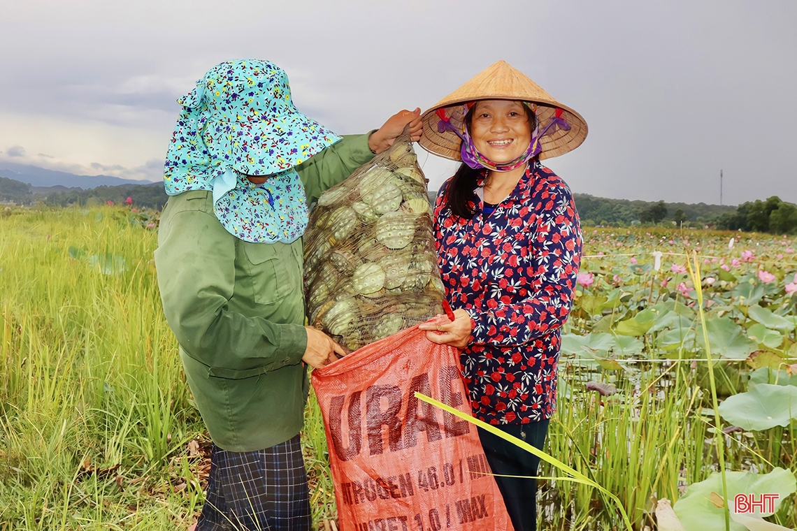 Niềm vui trên cánh đồng sen ở Thạch Hà